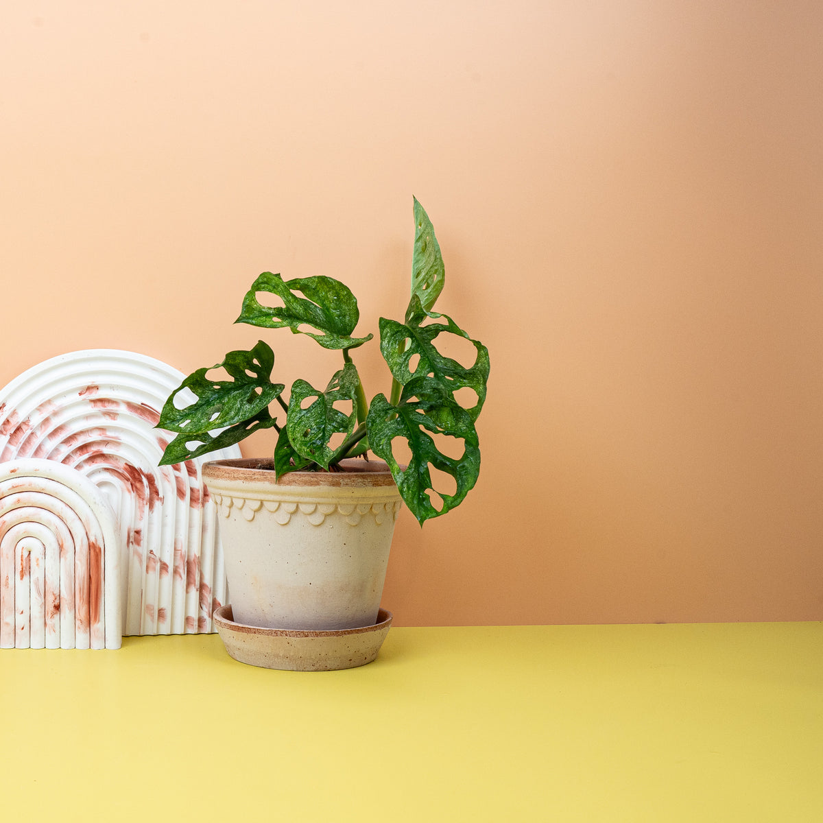 Monstera Adansonii Variegata Mint, kräftiger Kletterwuchs