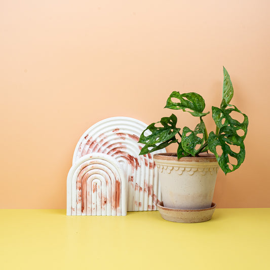 Monstera Adansonii Variegata Mint – seltene Panaschierung – potflourri