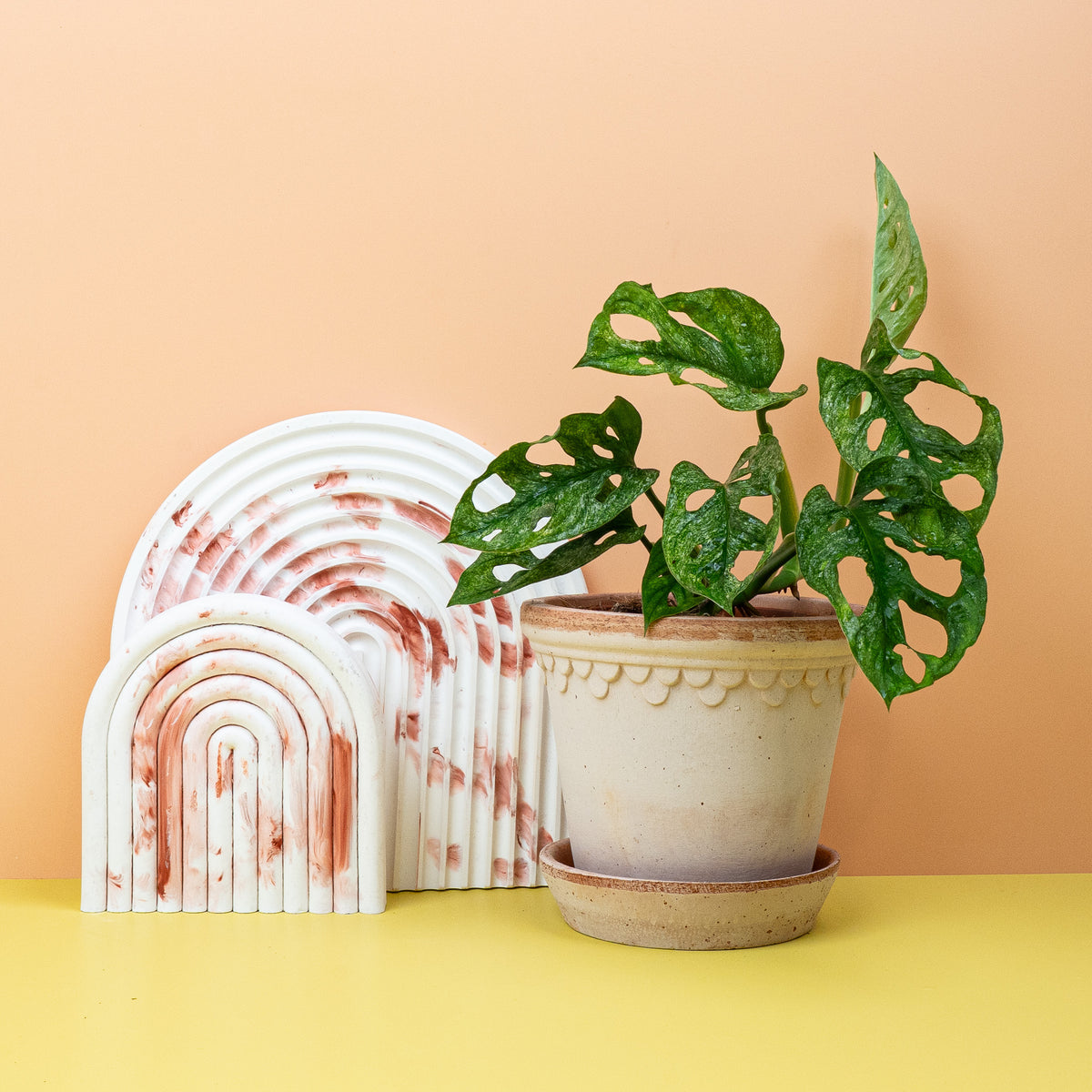 Monstera Adansonii Variegata Mint – exklusive Sammlerpflanze
