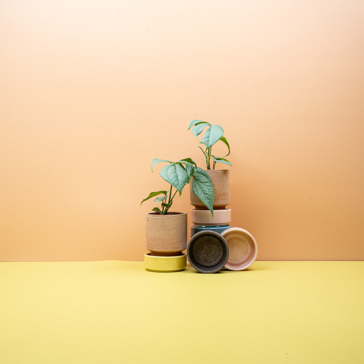 Monstera Amydrium Medium Silver, kräftiger Kletterwuchs im Topf