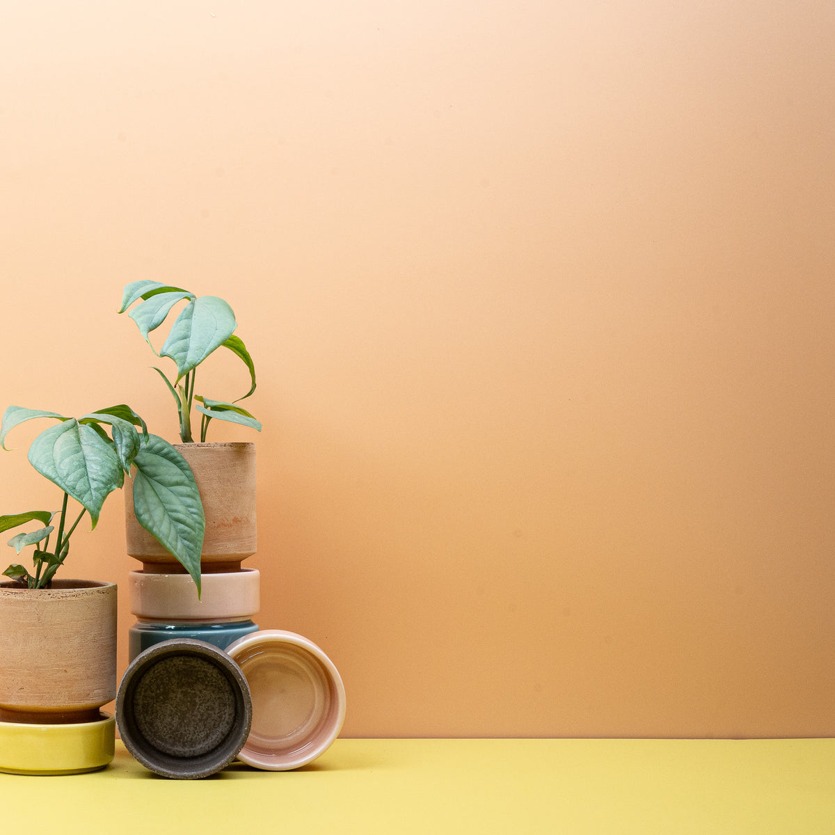 Monstera Amydrium Medium Silver – silbergrünes, längliches Blatt