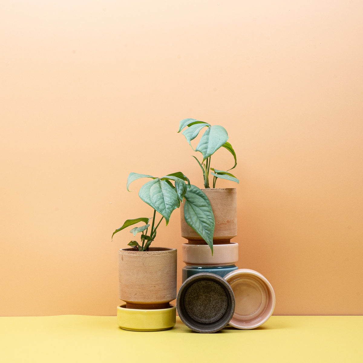 Monstera Amydrium Medium Silver im Kulturtopf mit lockerem Substrat
