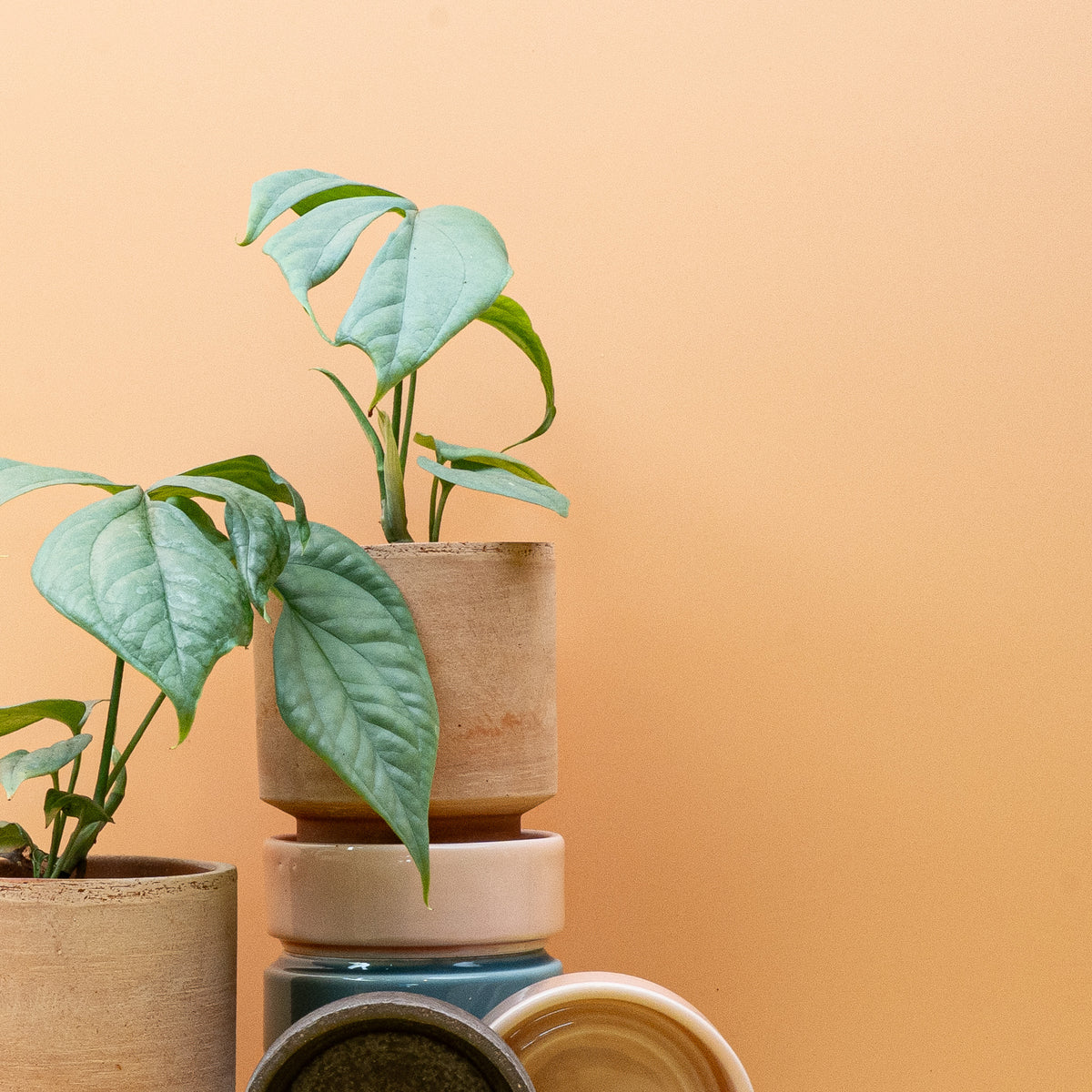 Monstera Amydrium Medium Silver als Kletterpflanze am Moosstab