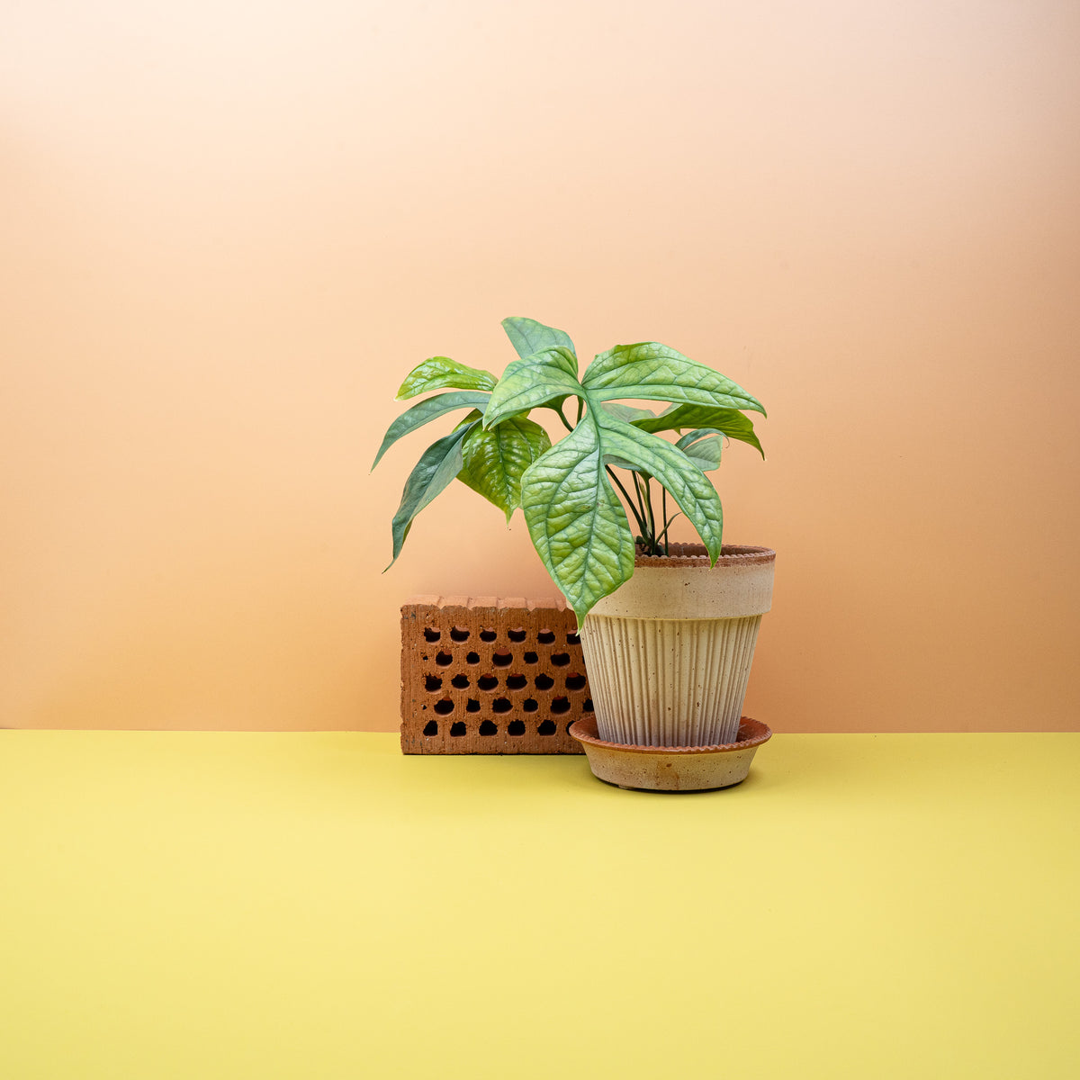 Monstera Amydrium Medium Silver mit länglichen, silbergrünen Blättern