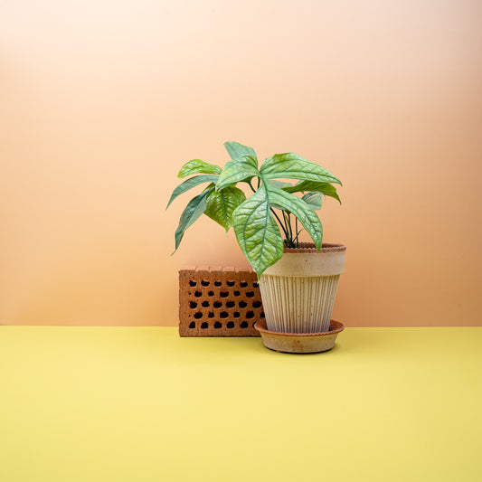 Monstera Amydrium Medium Silver, silbrig schimmernde Blätter – potflourri
