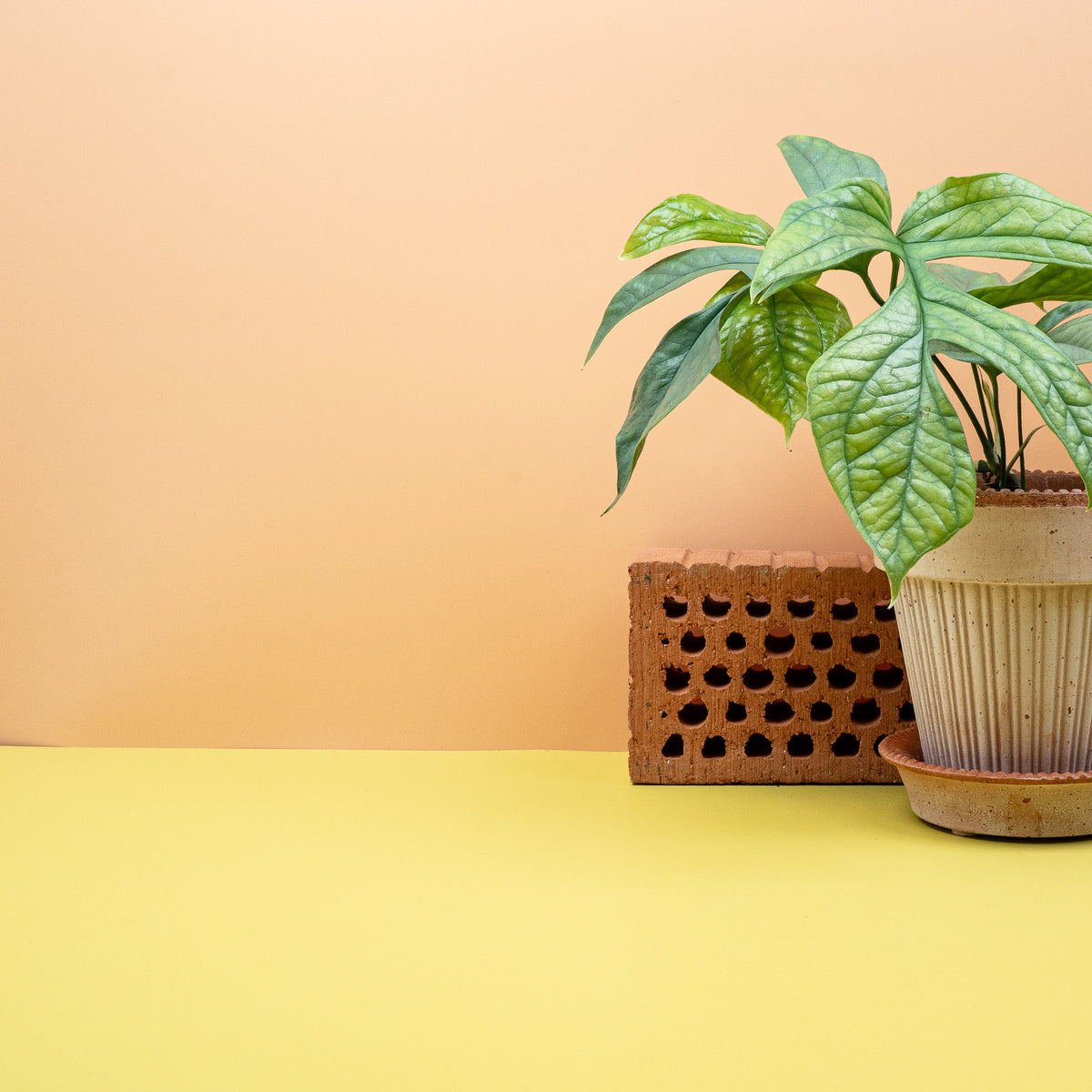 Monstera Amydrium Medium Silver als Kletterpflanze an Rankhilfe