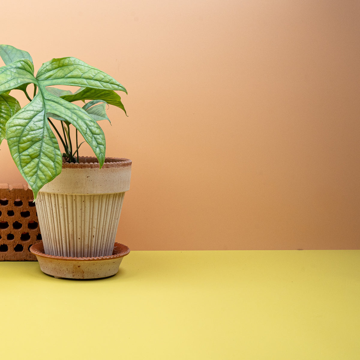 Monstera Amydrium Medium Silver, edle silbrige Blattzeichnung