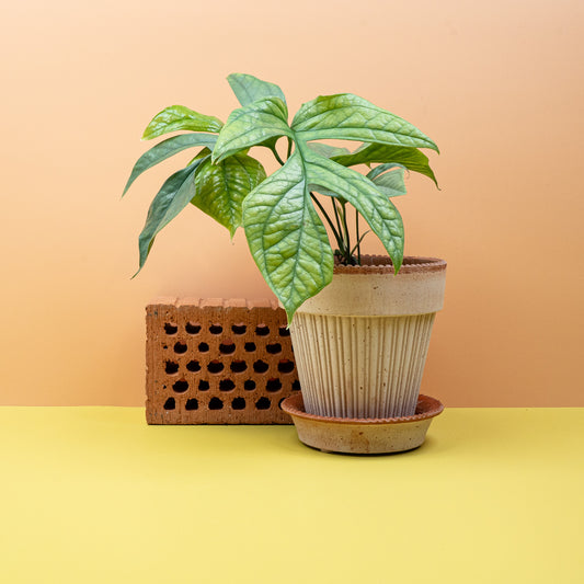 Monstera Amydrium Medium Silver, silbrig schimmernde Blätter – potflourri