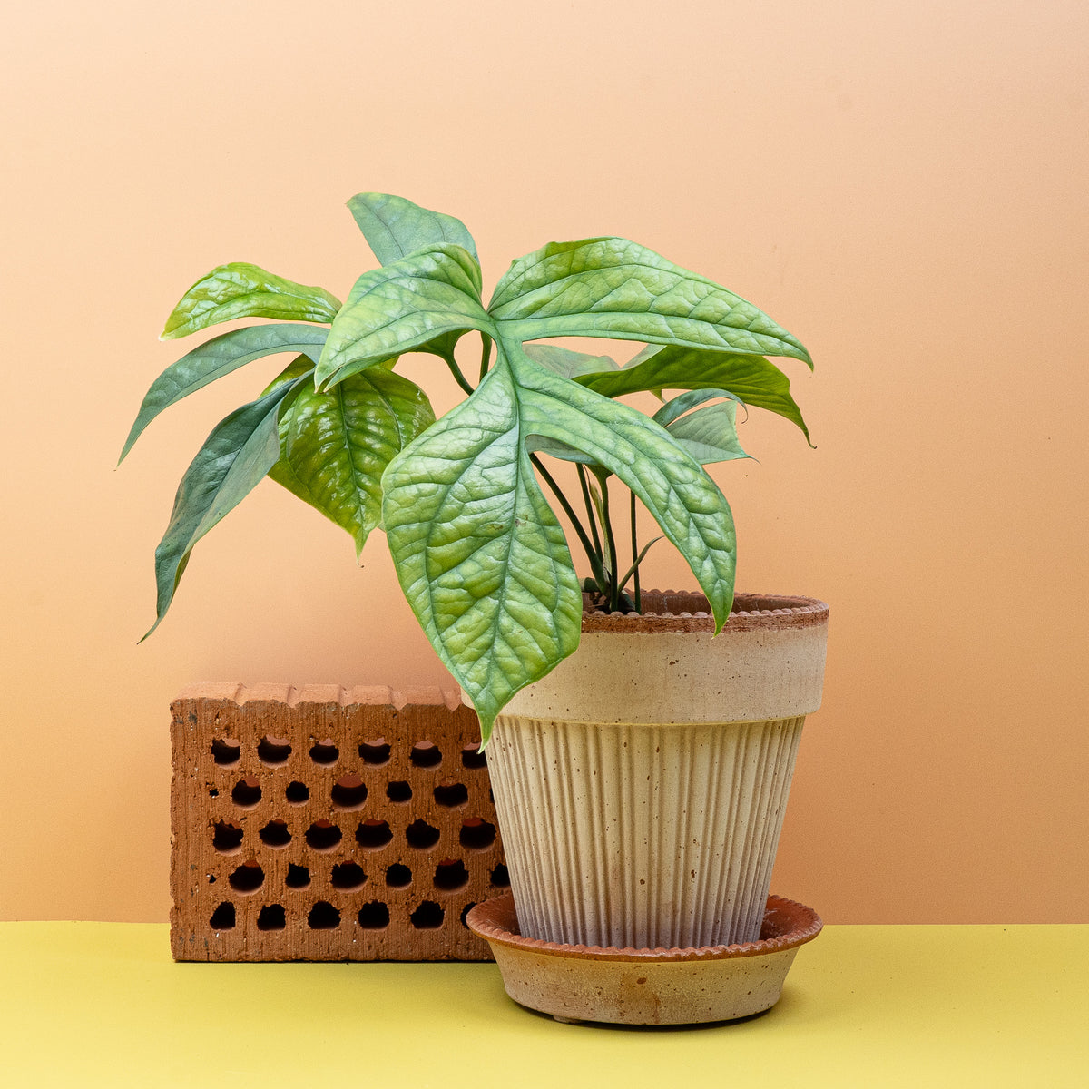 Monstera Amydrium Medium Silver im hellen Wohnraum platziert