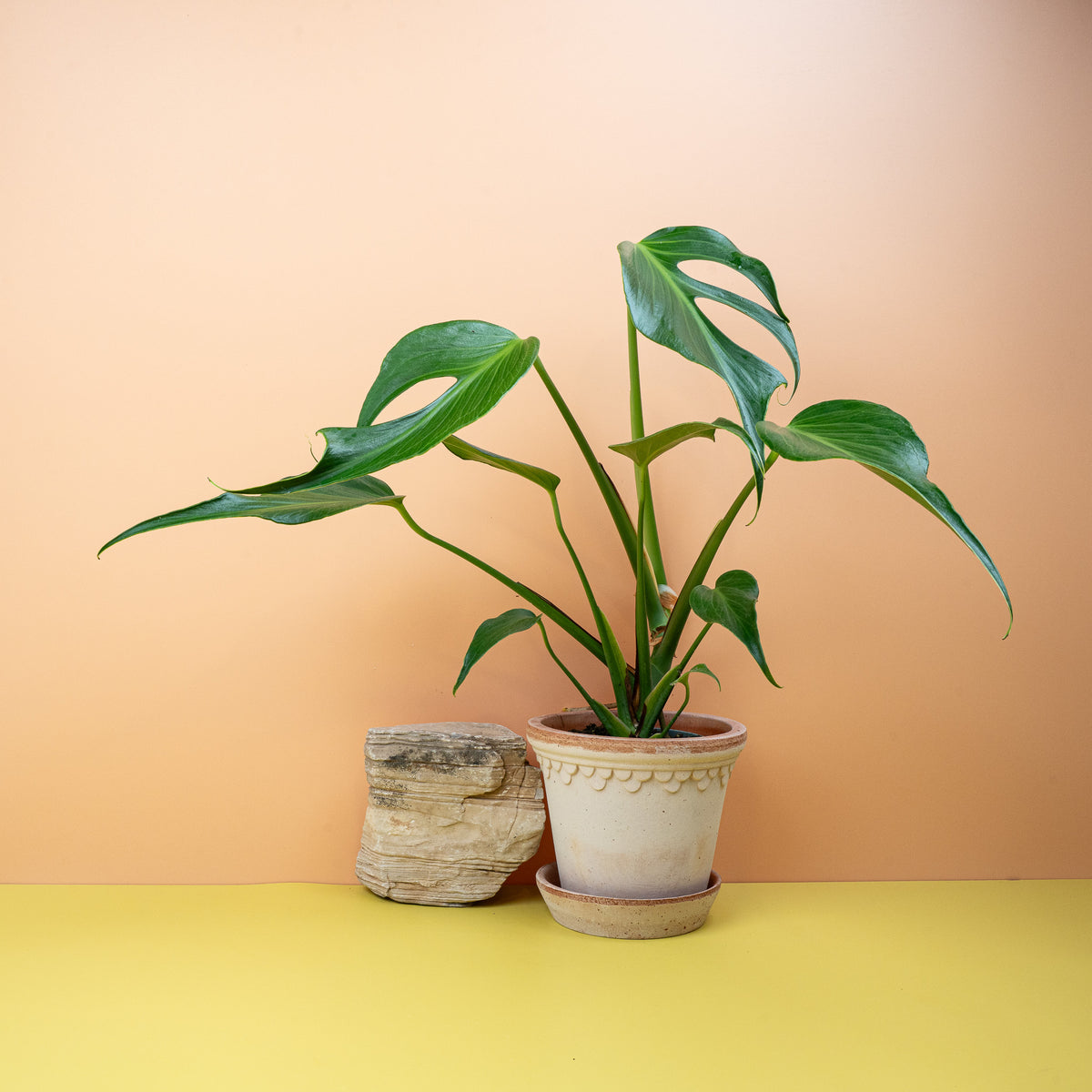 Monstera Burle Marx Flame, tief geschlitzte Blätter