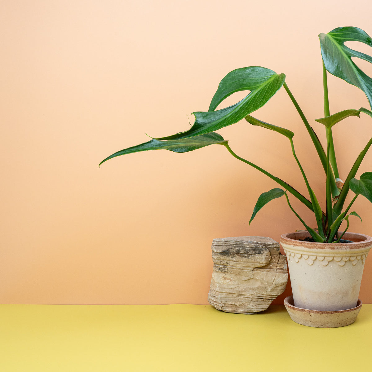 Monstera Burle Marx Flame, glänzend grünes Blattwerk