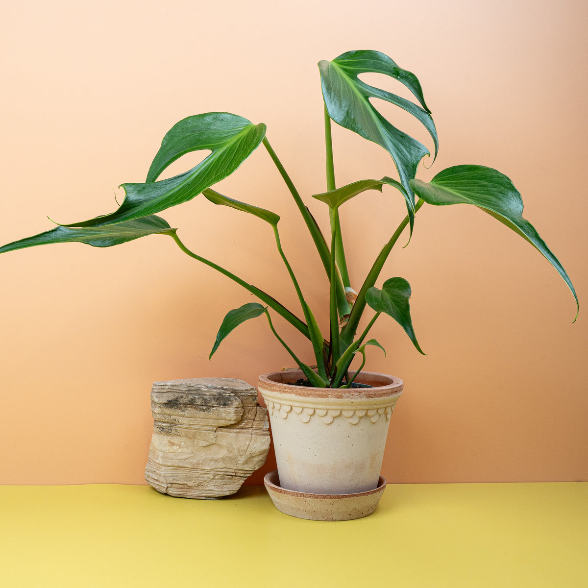 Monstera Burle Marx Flame, markante Fenestrationen – potflourri