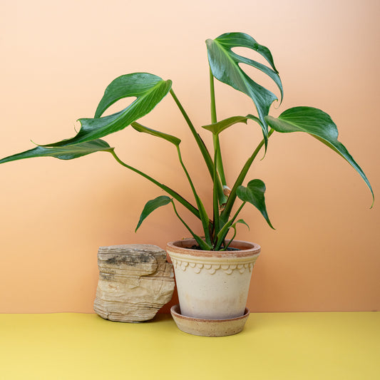 Monstera Burle Marx Flame, markante Fenestrationen – potflourri