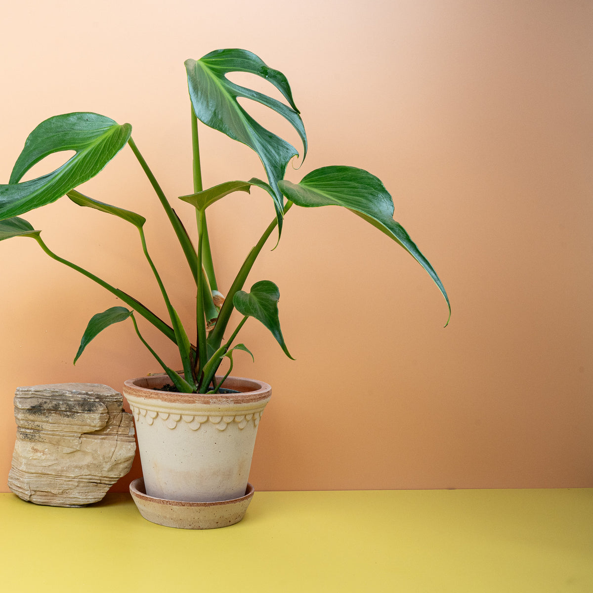 Monstera Burle Marx Flame als Solitärpflanze