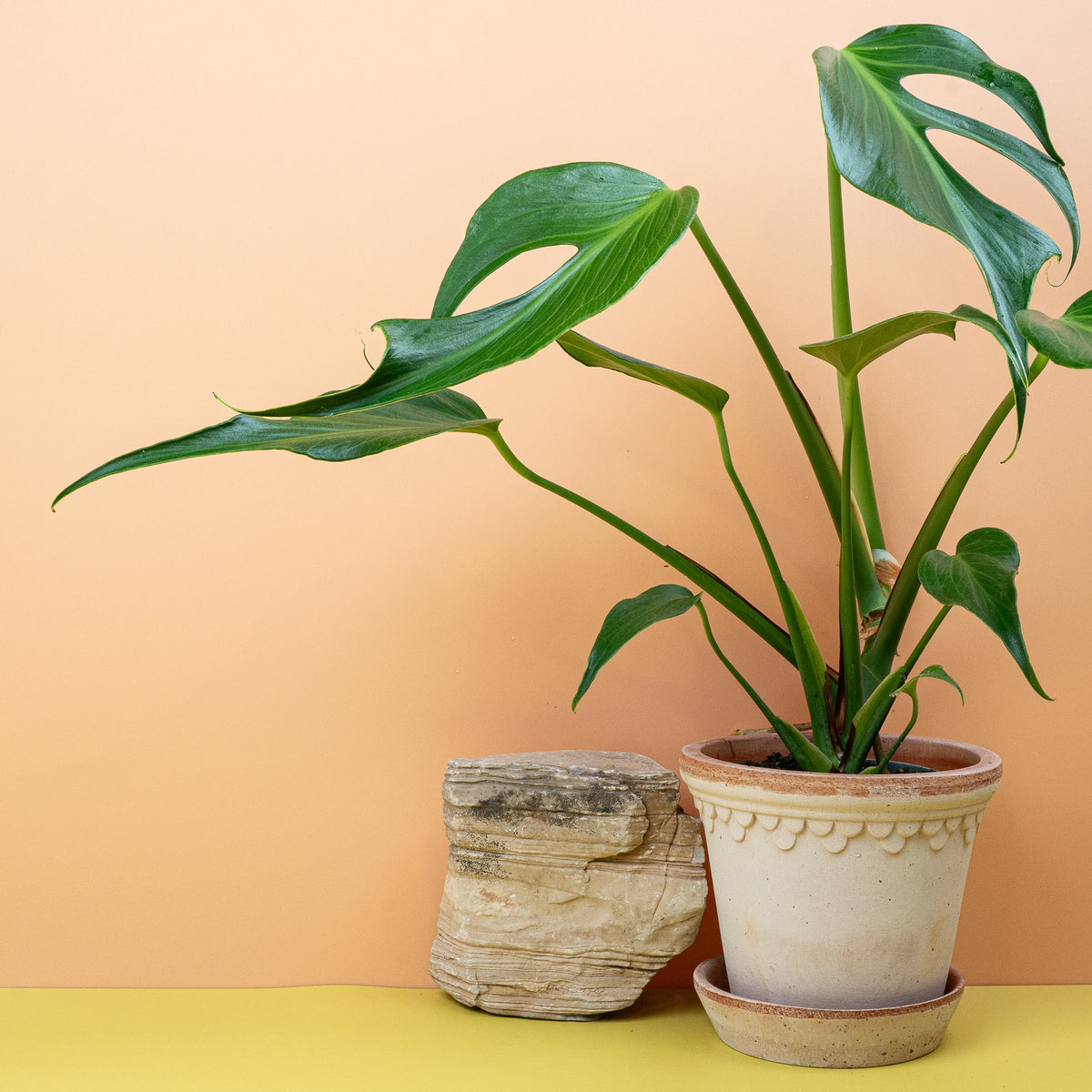 Monstera Burle Marx Flame, spektakuläre Blattstruktur