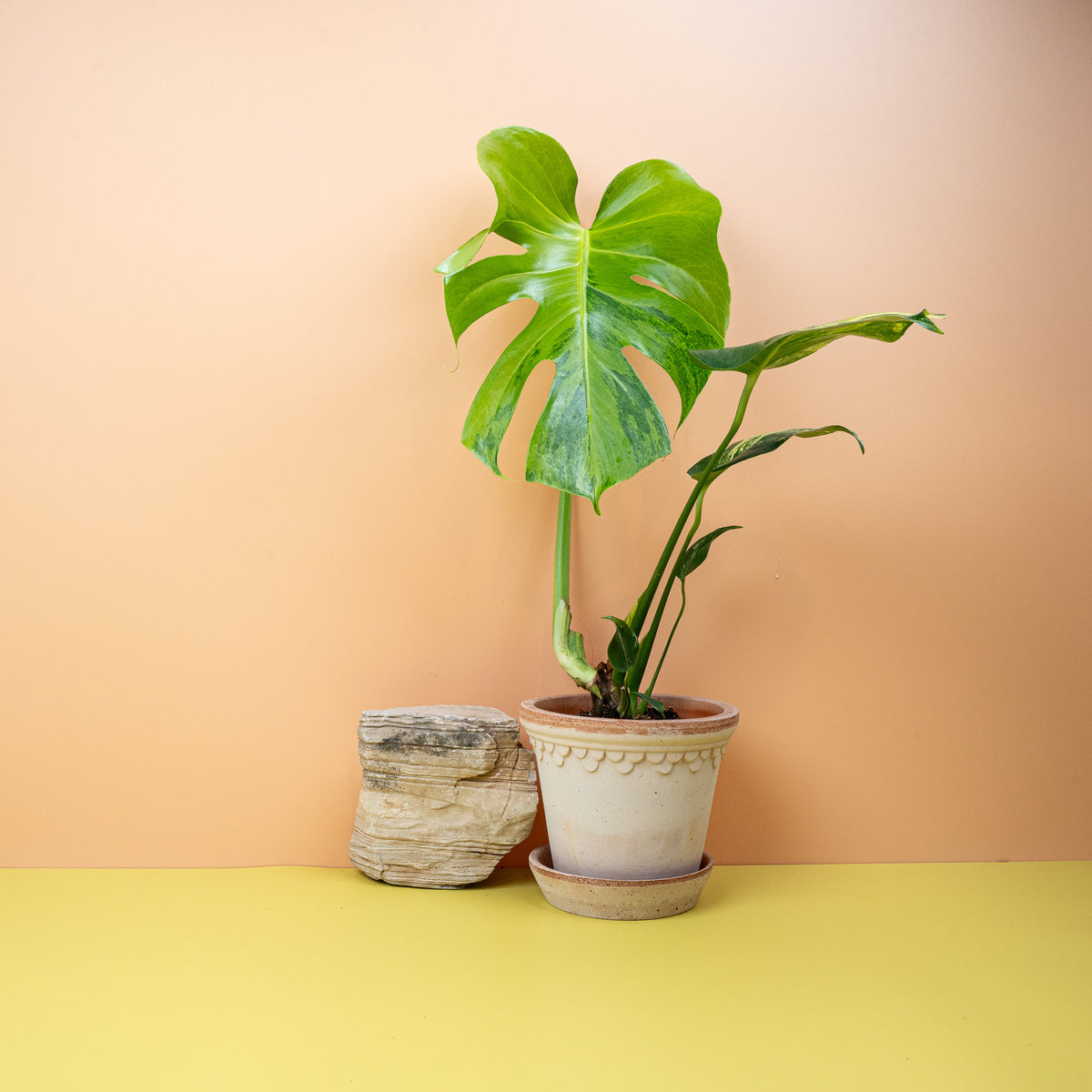 Monstera Deliciosa Variegata Aurea, kontrastreiche Blattfarbe