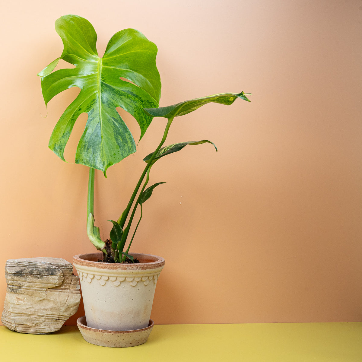 Monstera Deliciosa Variegata Aurea, charakteristische Blattform