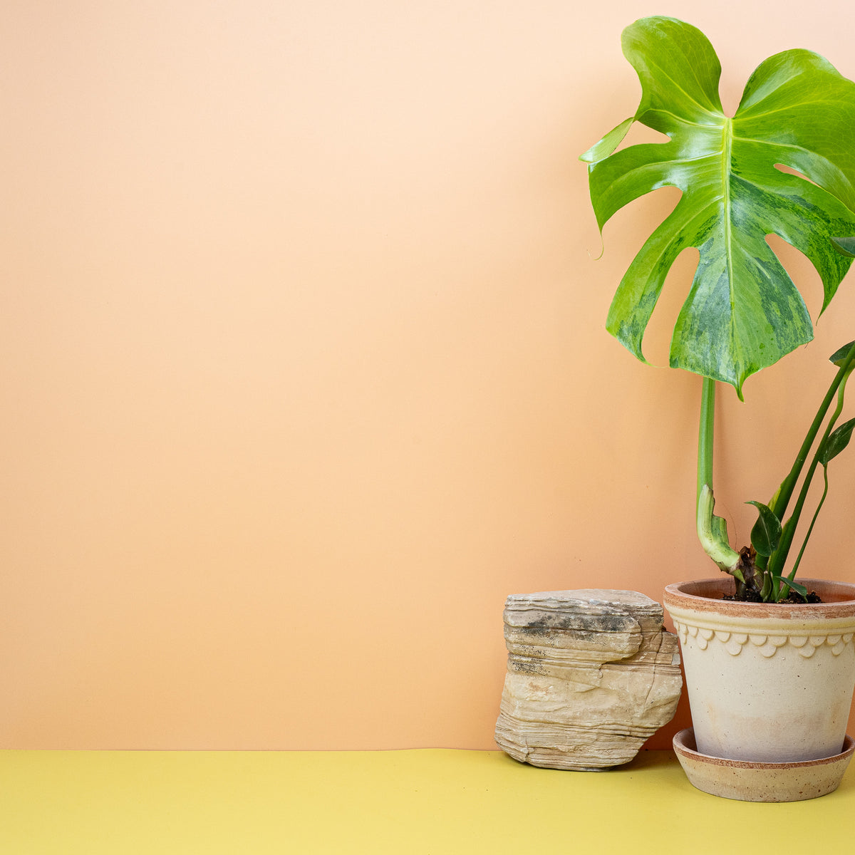 Monstera Deliciosa Variegata Aurea im Wohnraum
