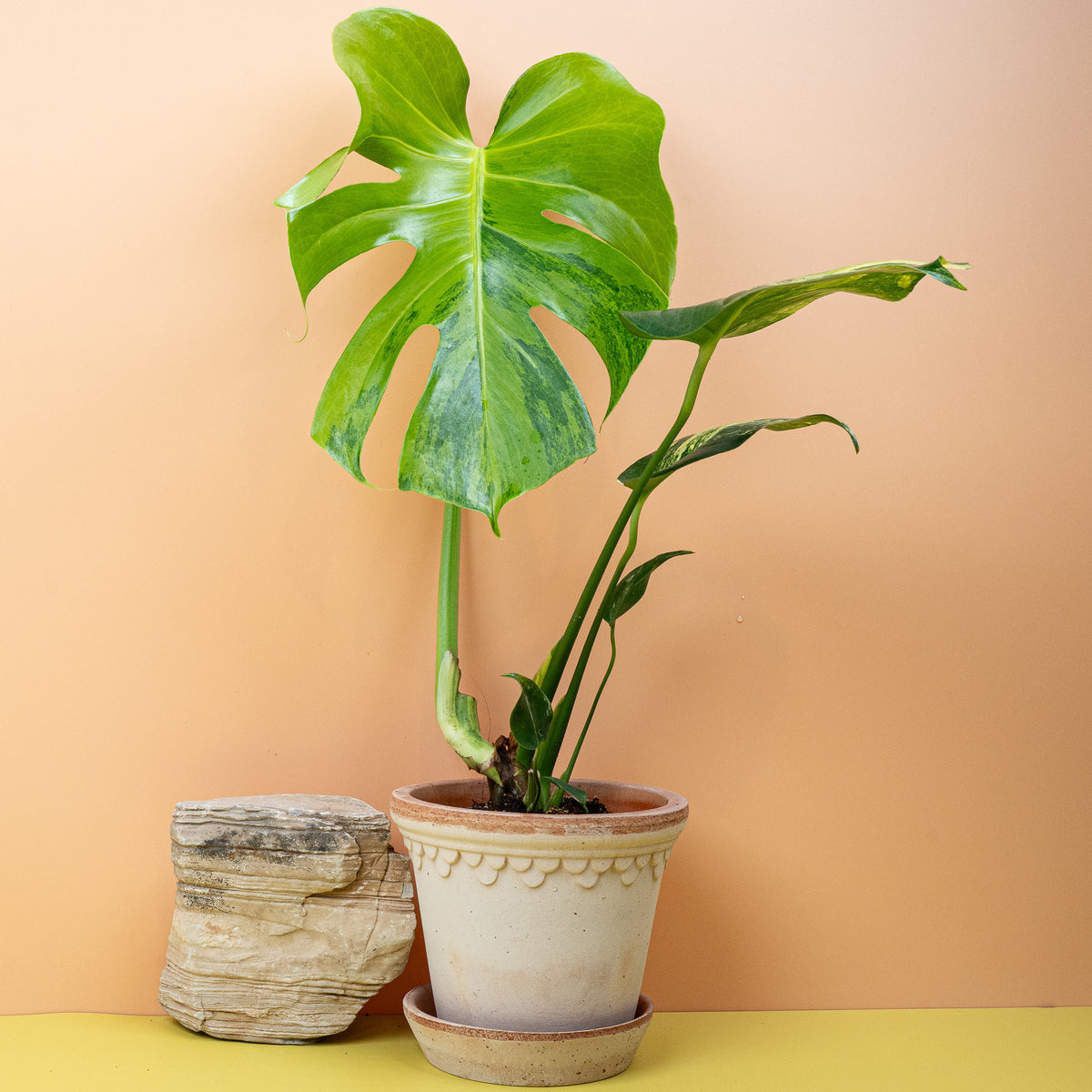 Monstera Deliciosa Variegata Aurea, prächtiges Blattwerk