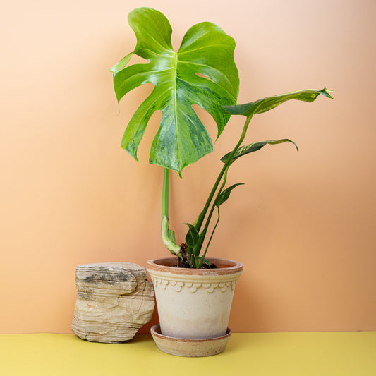 Monstera Deliciosa Variegata Aurea, gelb-grüne Panaschierung – potflourri