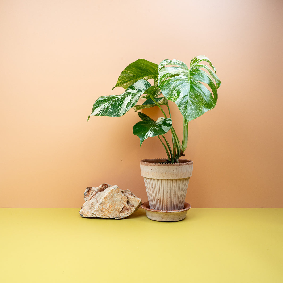 Monstera Deliciosa Variegata – Zimmerpflanze mit cremefarbener Panaschierung – potflourri