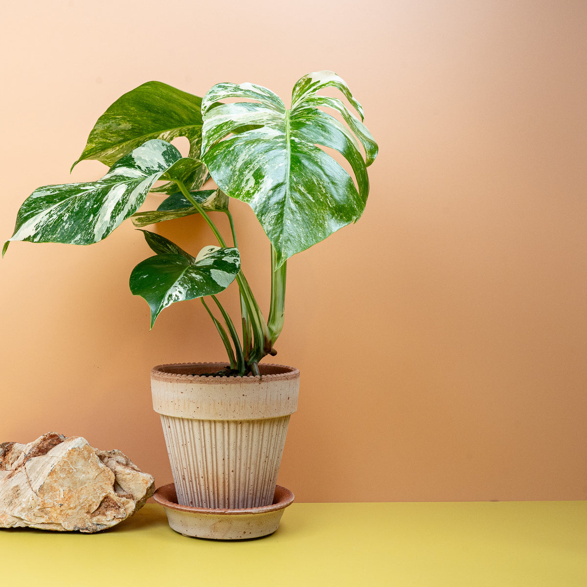 Monstera Deliciosa Variegata, herzförmige Blätter