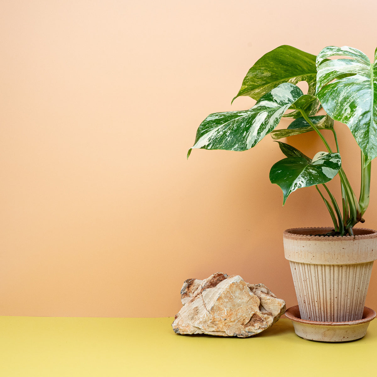 Monstera Deliciosa Variegata – bildet Blattfenster im Alter