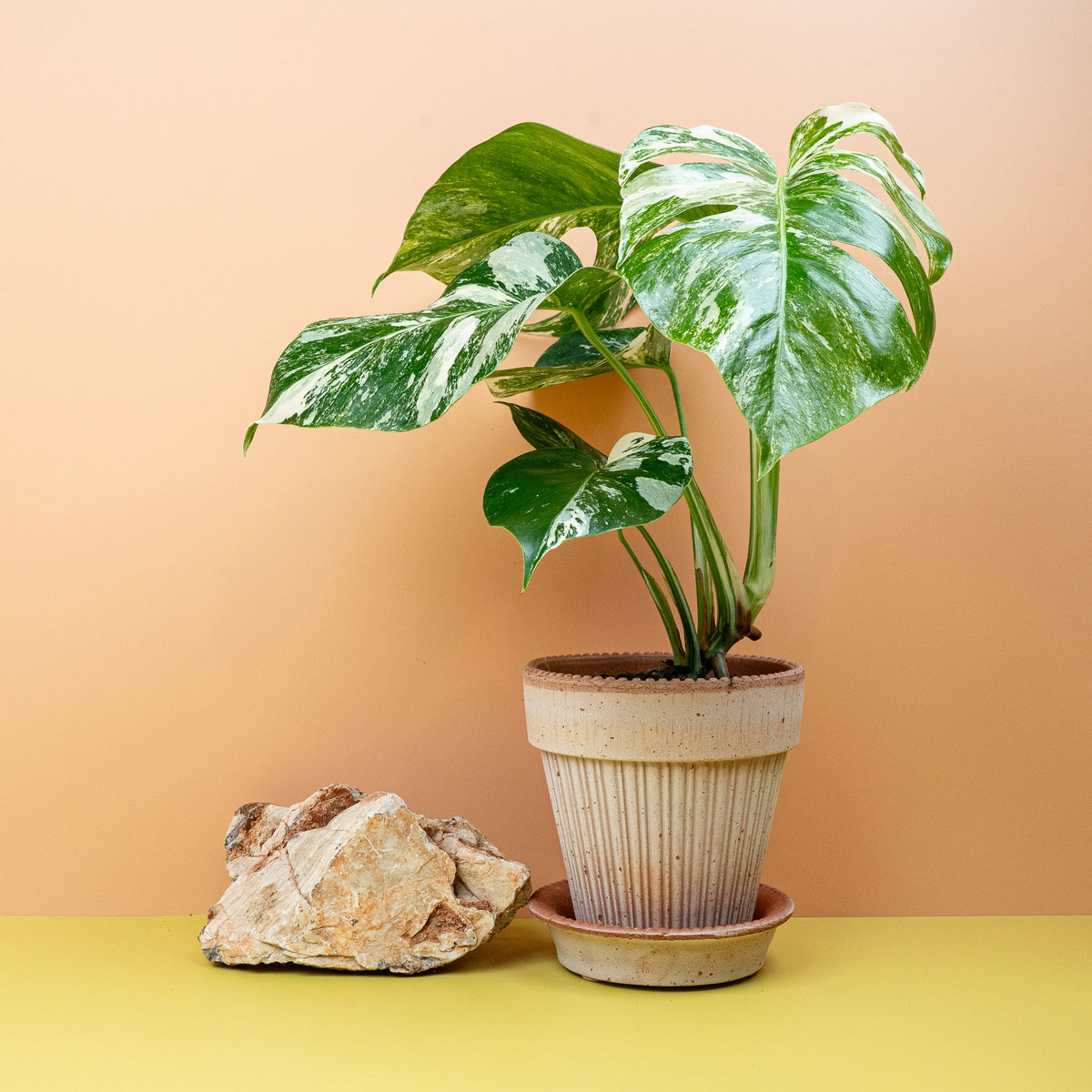 Monstera Deliciosa Variegata, exotische Musterung