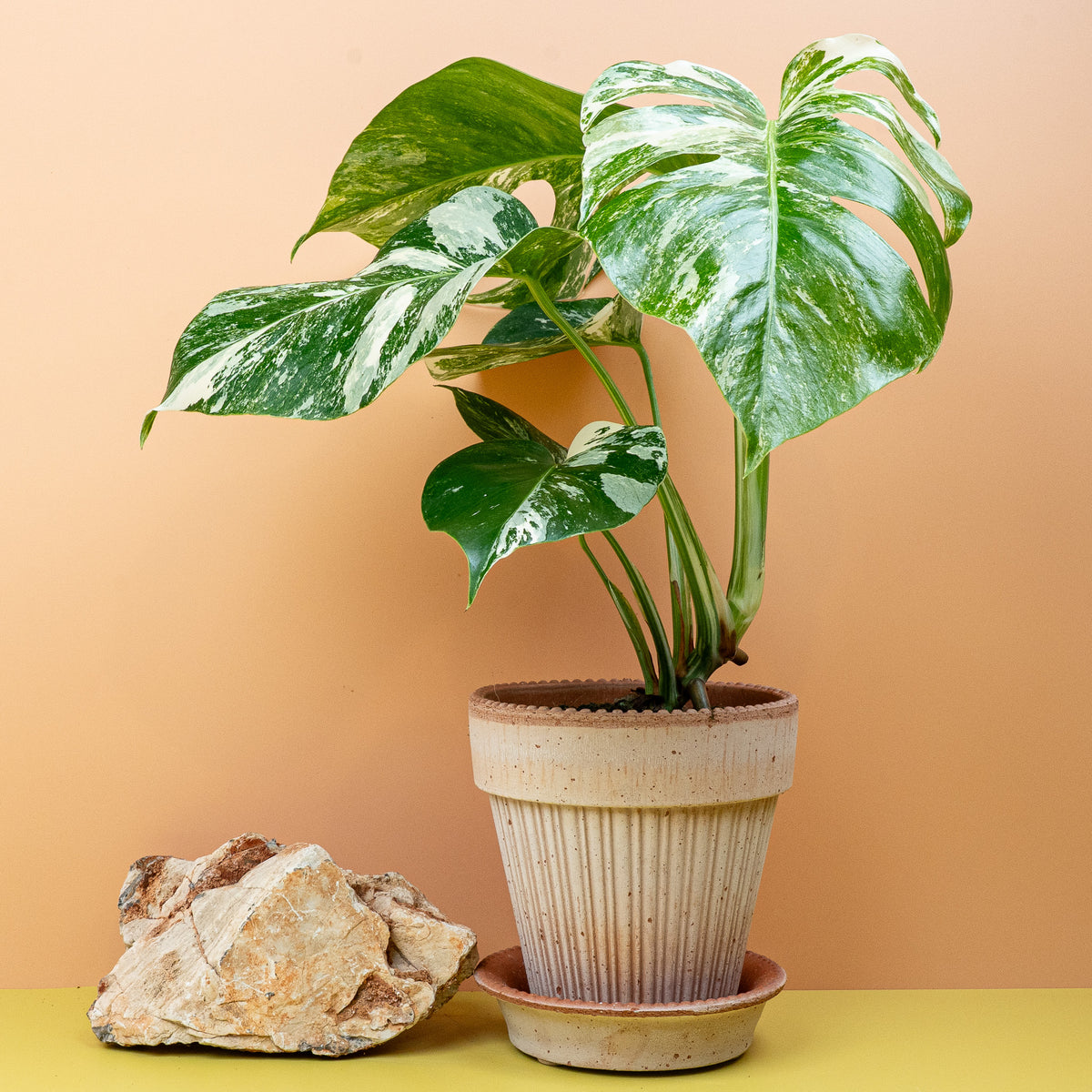 Monstera Deliciosa Variegata – lebendiges Grün