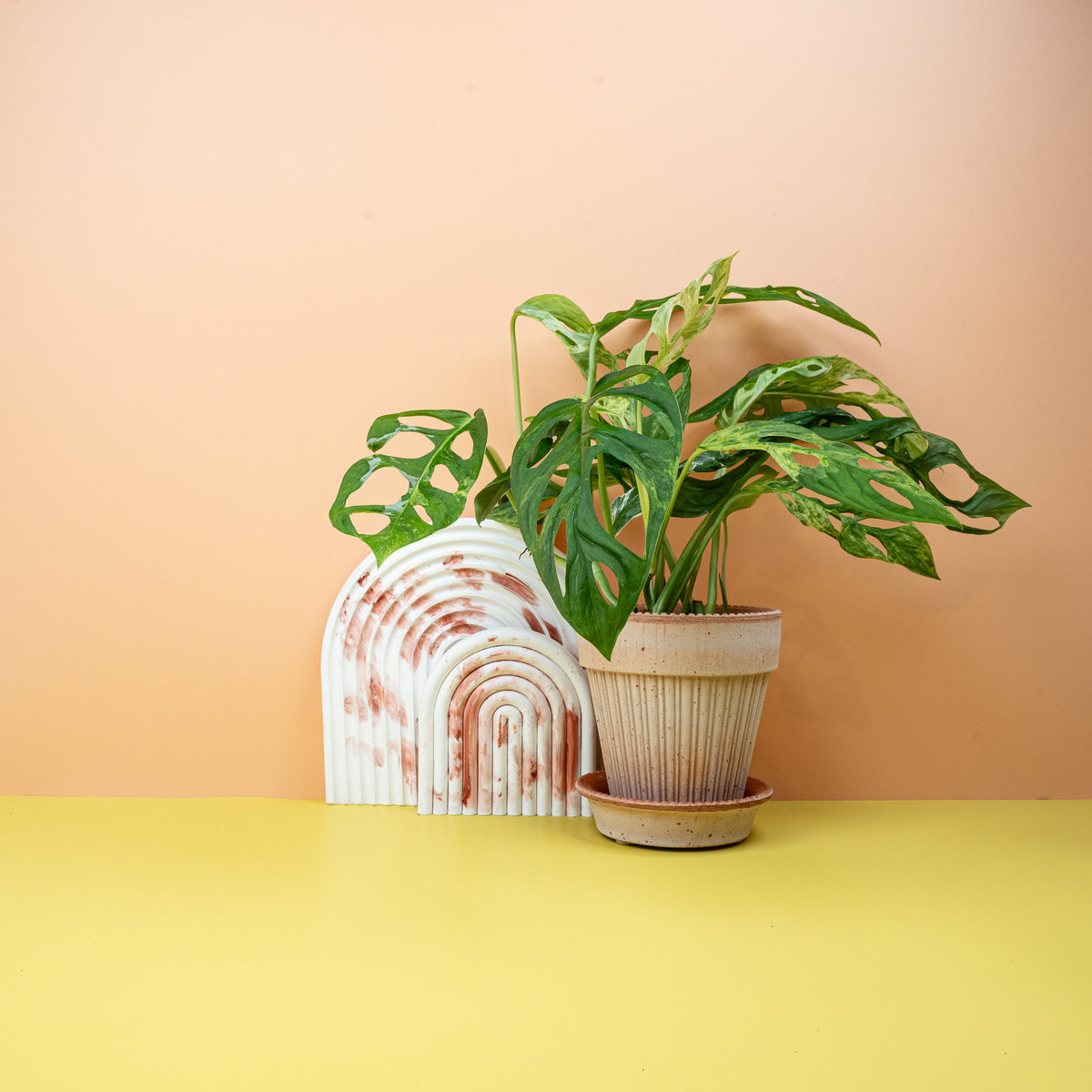 Monstera Indonesian Marble, marmorierte Blätter – potflourri
