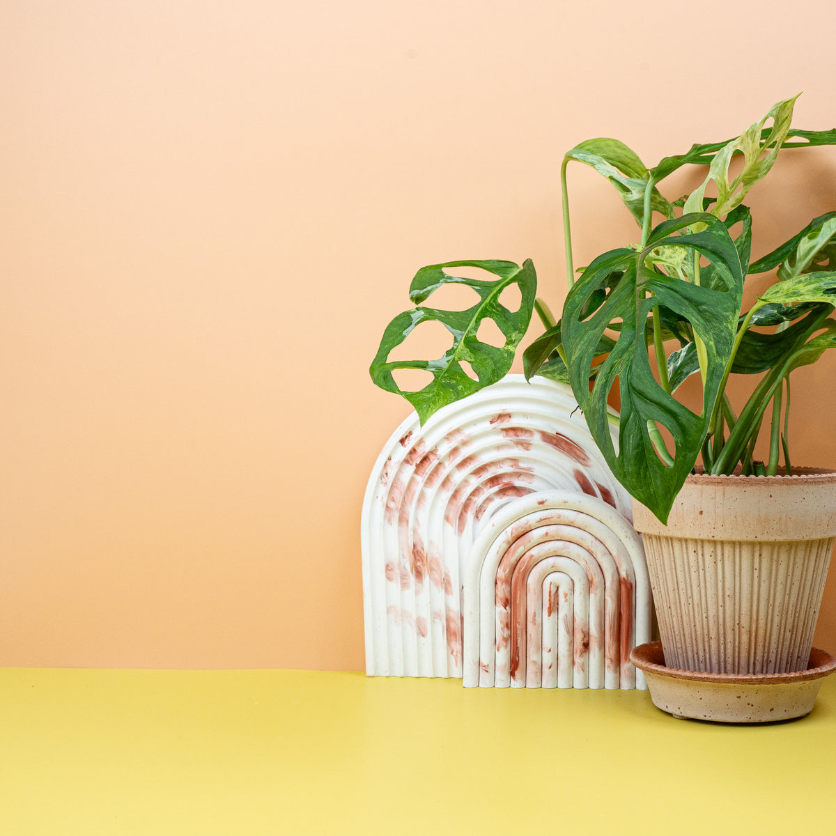 Monstera Indonesian Marble, cremeweiße Blattbereiche im Detail