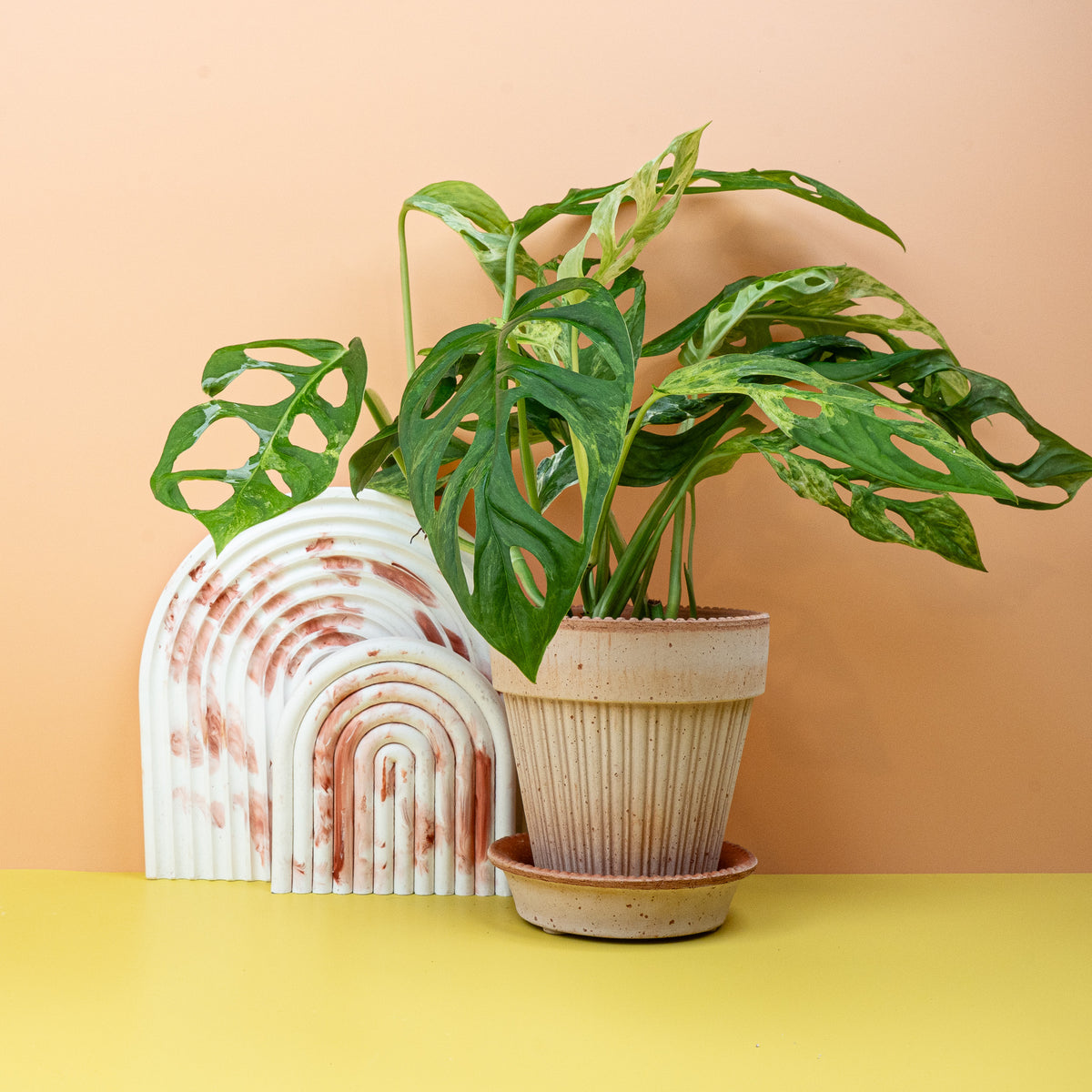 Monstera Indonesian Marble – marmoriert panaschierte Form der Monstera adansonii – potflourri