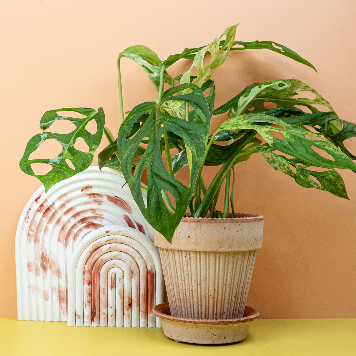 Monstera Indonesian Marble, Gesamtansicht der Pflanze