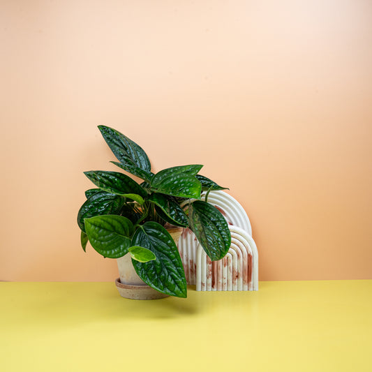 Monstera Karstenianum – Zimmerpflanze mit strukturierten Blättern – potflourri