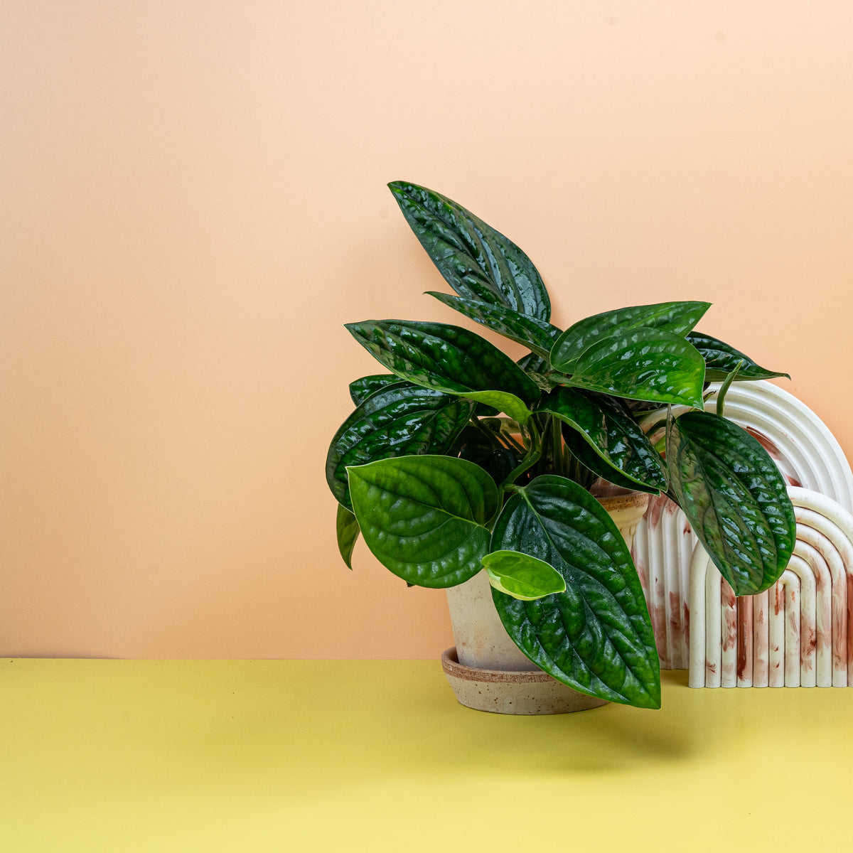 Monstera Karstenianum – tropisches Blattdesign