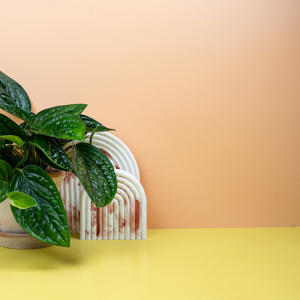 Monstera Karstenianum – charmante, strukturierte Blattform