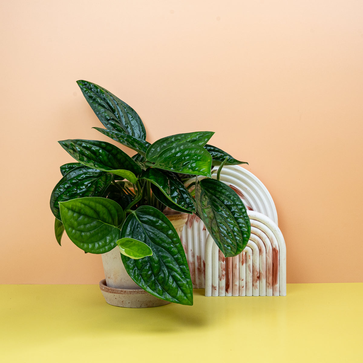 Monstera Karstenianum – Zimmerpflanze mit strukturierten Blättern – potflourri