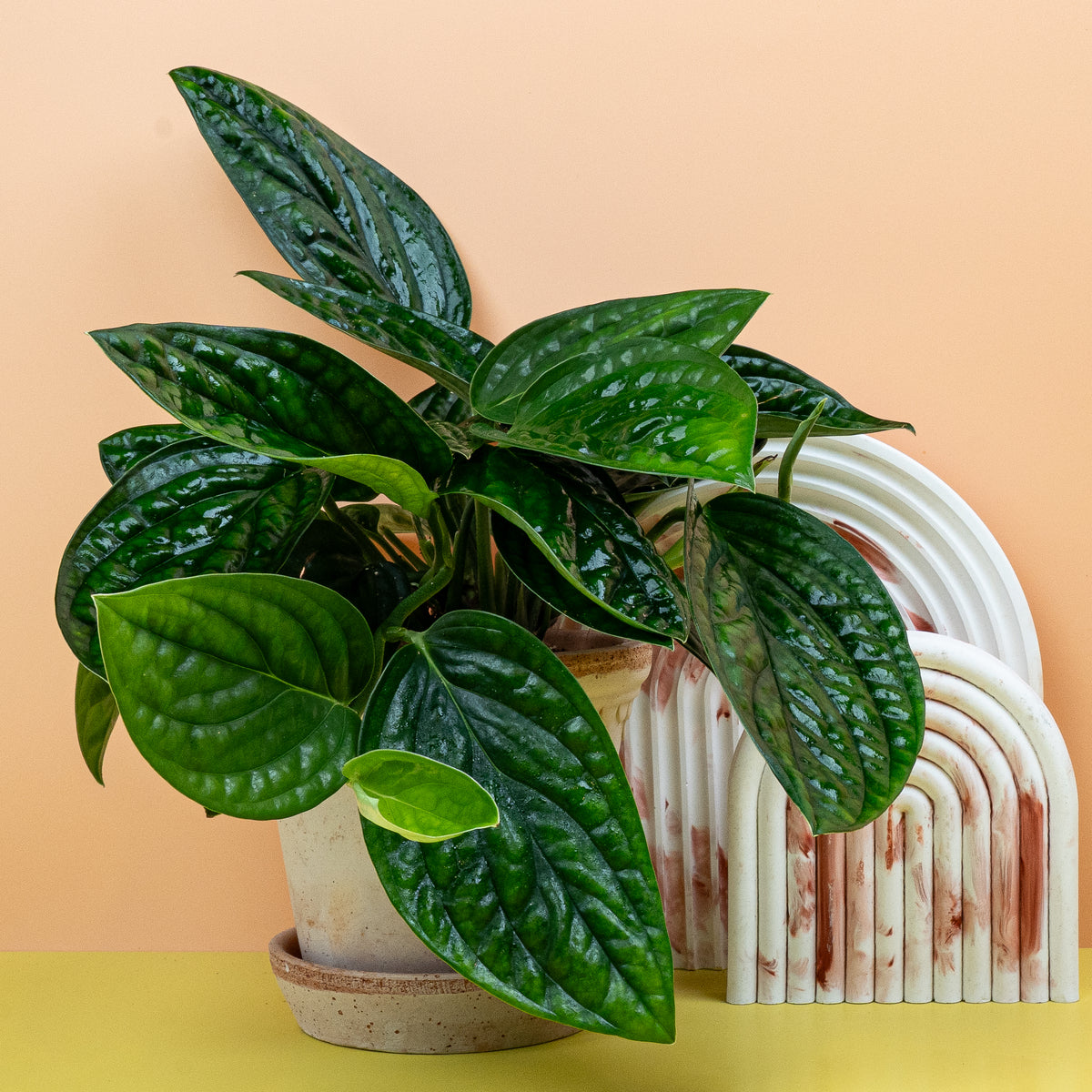 Monstera Karstenianum – exotische Zimmerpflanze