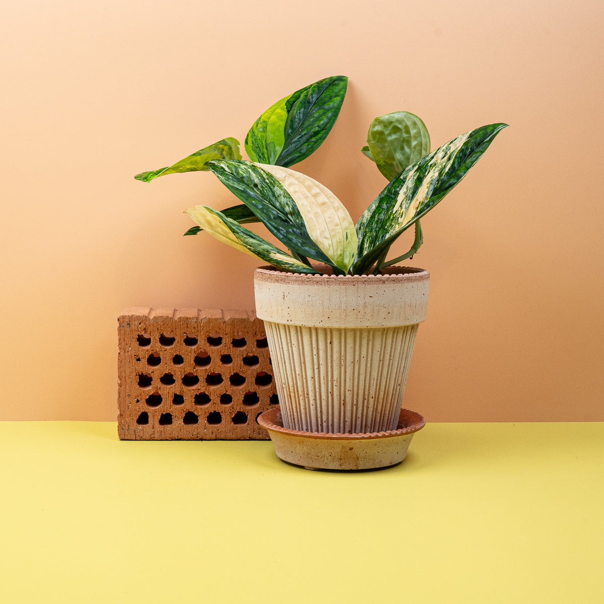 Monstera Karstenianum Variegata mit cremeweißer Panaschierung – potflourri