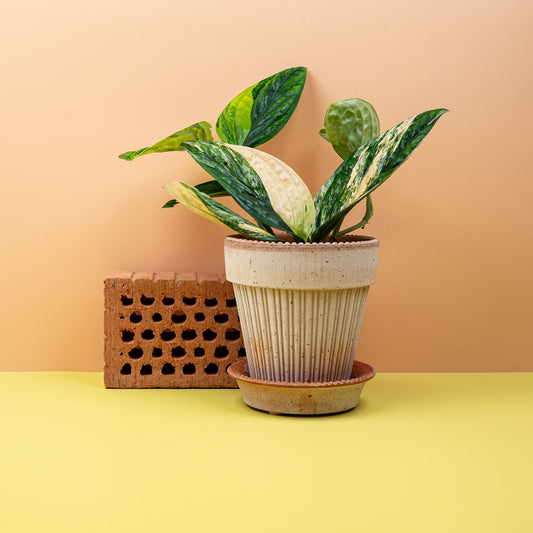Monstera Karstenianum Variegata mit cremeweißer Panaschierung – potflourri