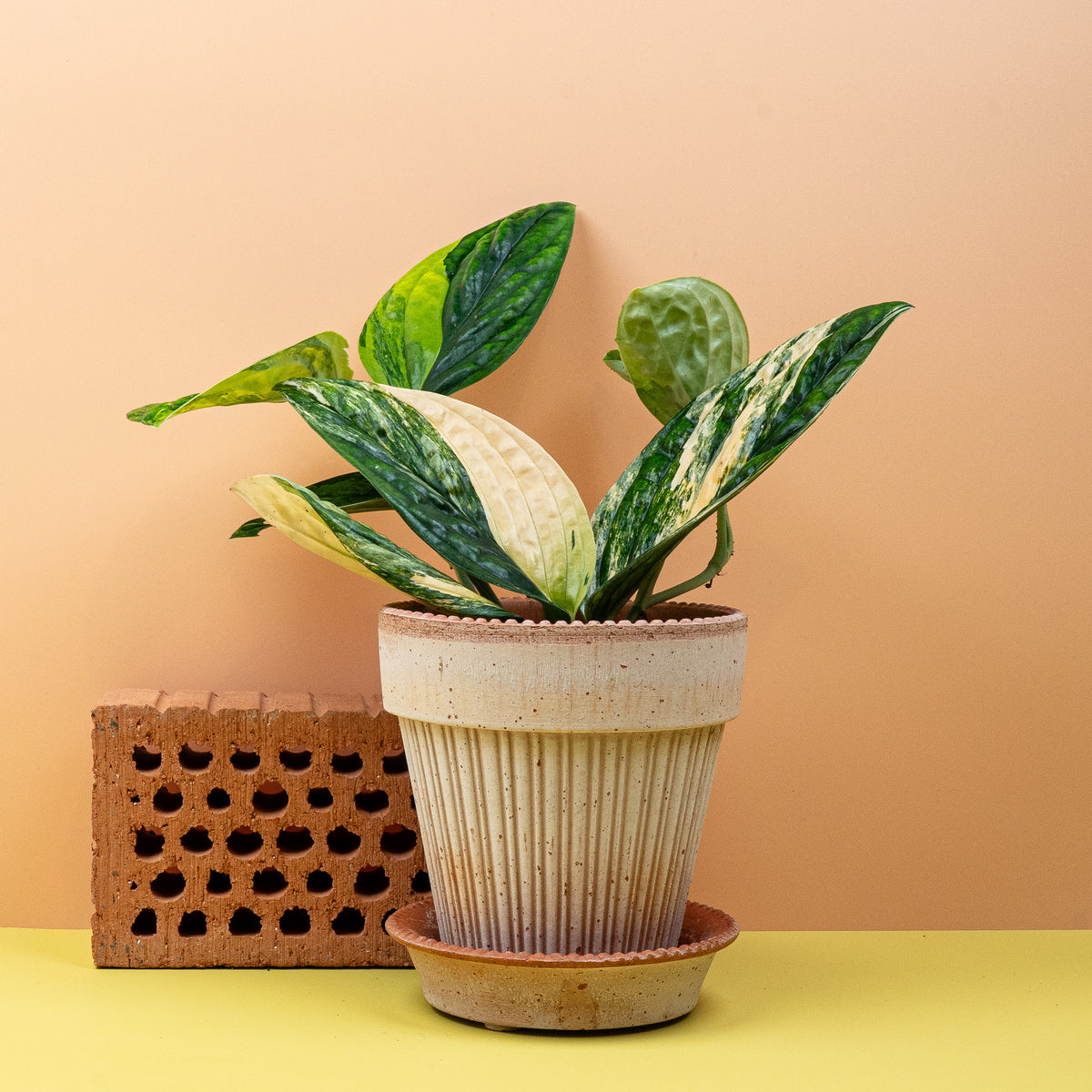 Seltene Variegata-Rarität mit strukturierter Blattoberfläche