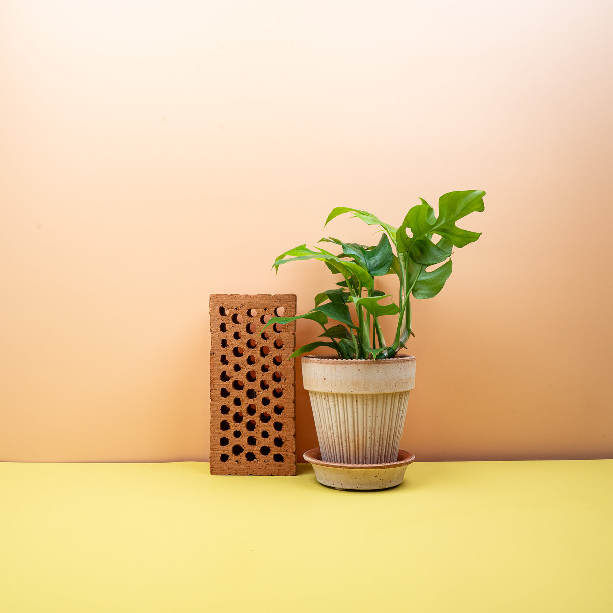 Monstera Minima – flexible Wuchsform