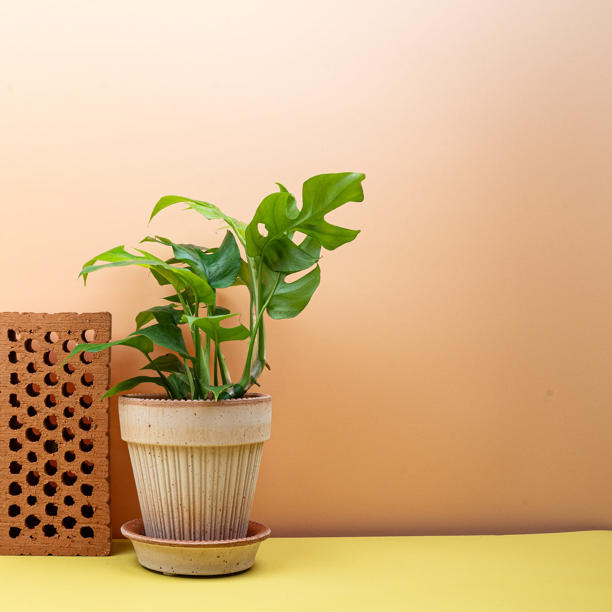 Monstera Minima (Rhaphidophora tetrasperma) mit tief geschlitzten Blättern