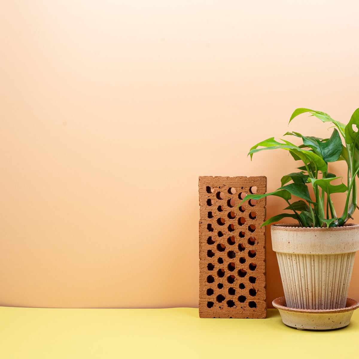 Monstera Minima, dünne Triebe mit Luftwurzeln zum Klettern