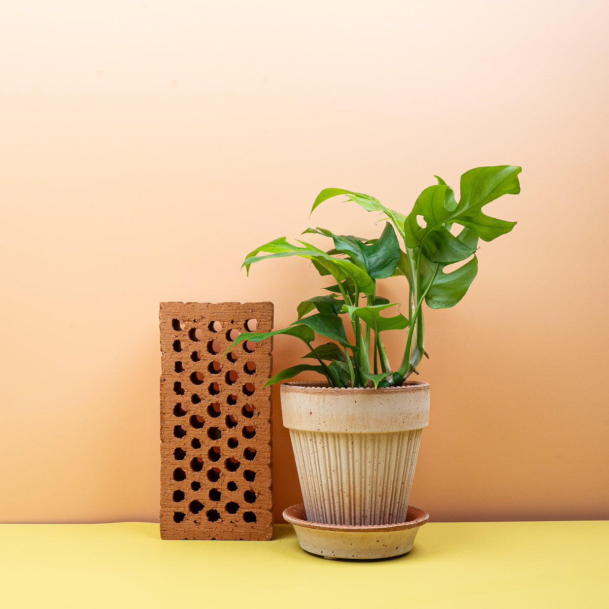 Monstera Minima aus dem Sortiment von potflourri, kompakte Kletterpflanze