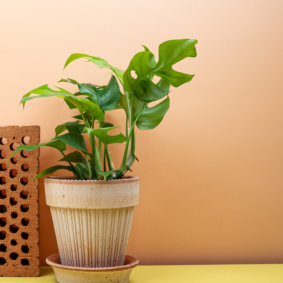 Monstera Minima, glänzend dunkelgrünes Blatt im Kleinformat