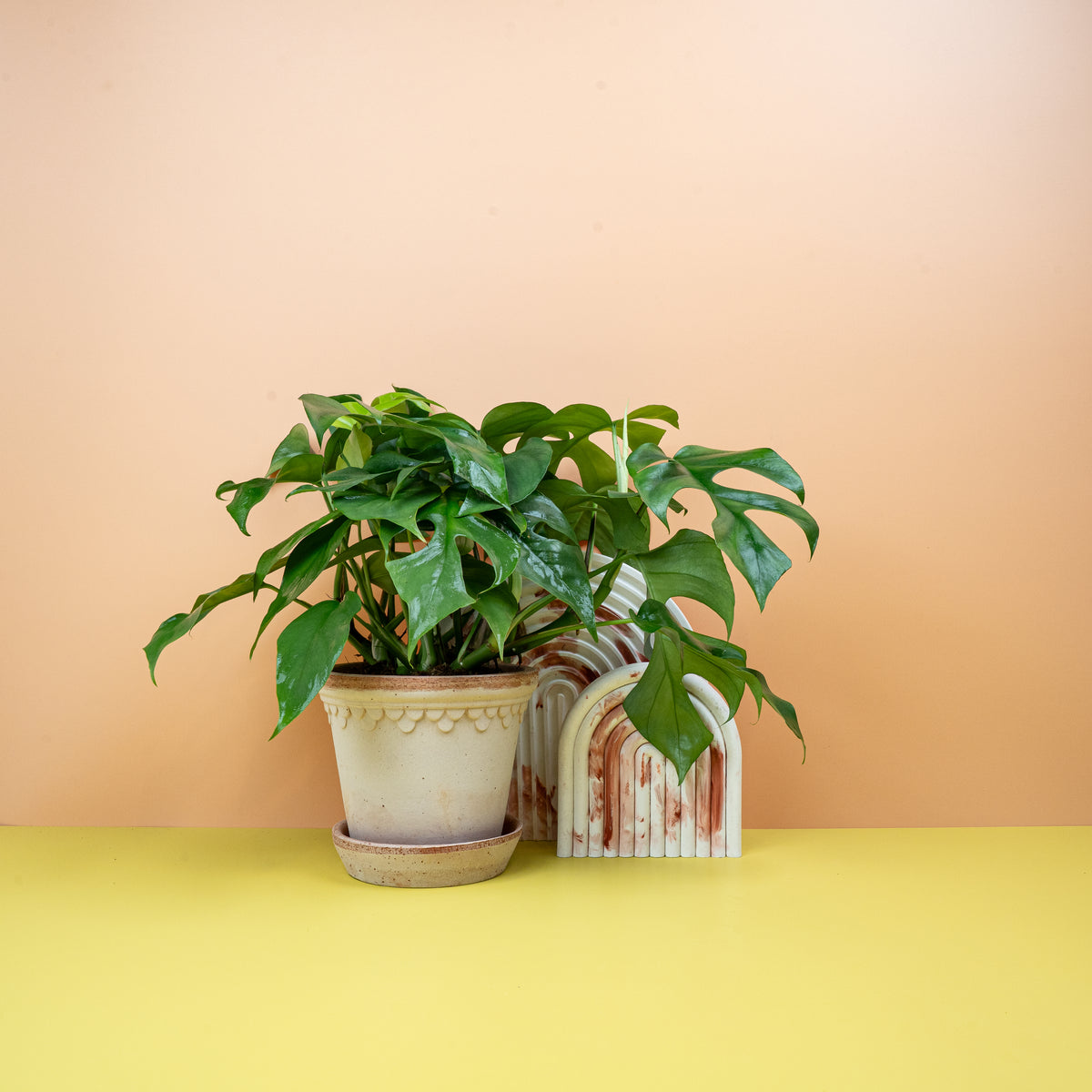 Monstera Minima (Rhaphidophora Tetrasperma) mit gefensterten Blättern
