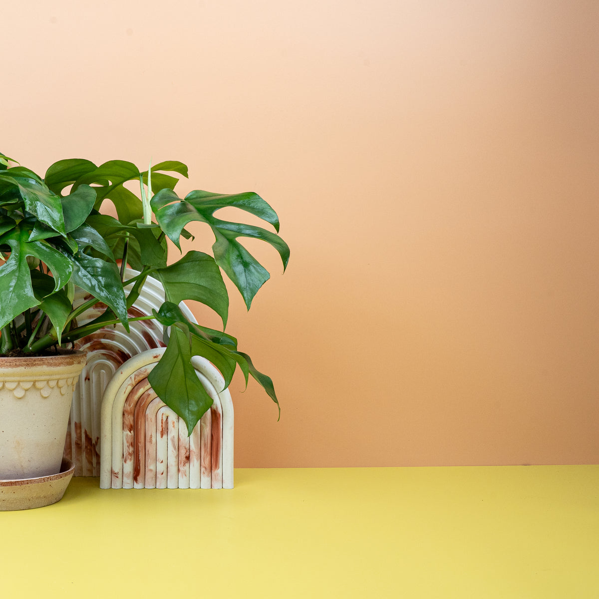 Monstera Minima – hängend oder kletternd kultivierbar