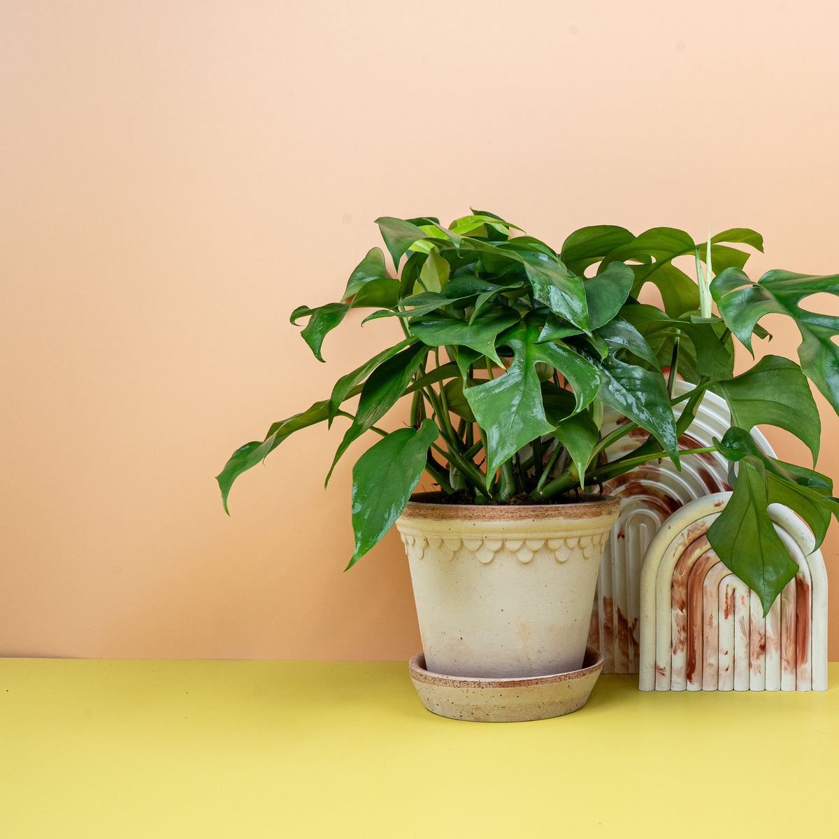 Monstera Minima mit lebendigem, glänzendem Blattwerk