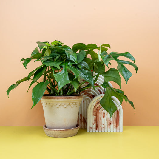 Monstera Minima – Zimmerpflanze mit glänzendem Grün – potflourri